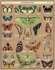 Entomology 1000 Piece Puzzle